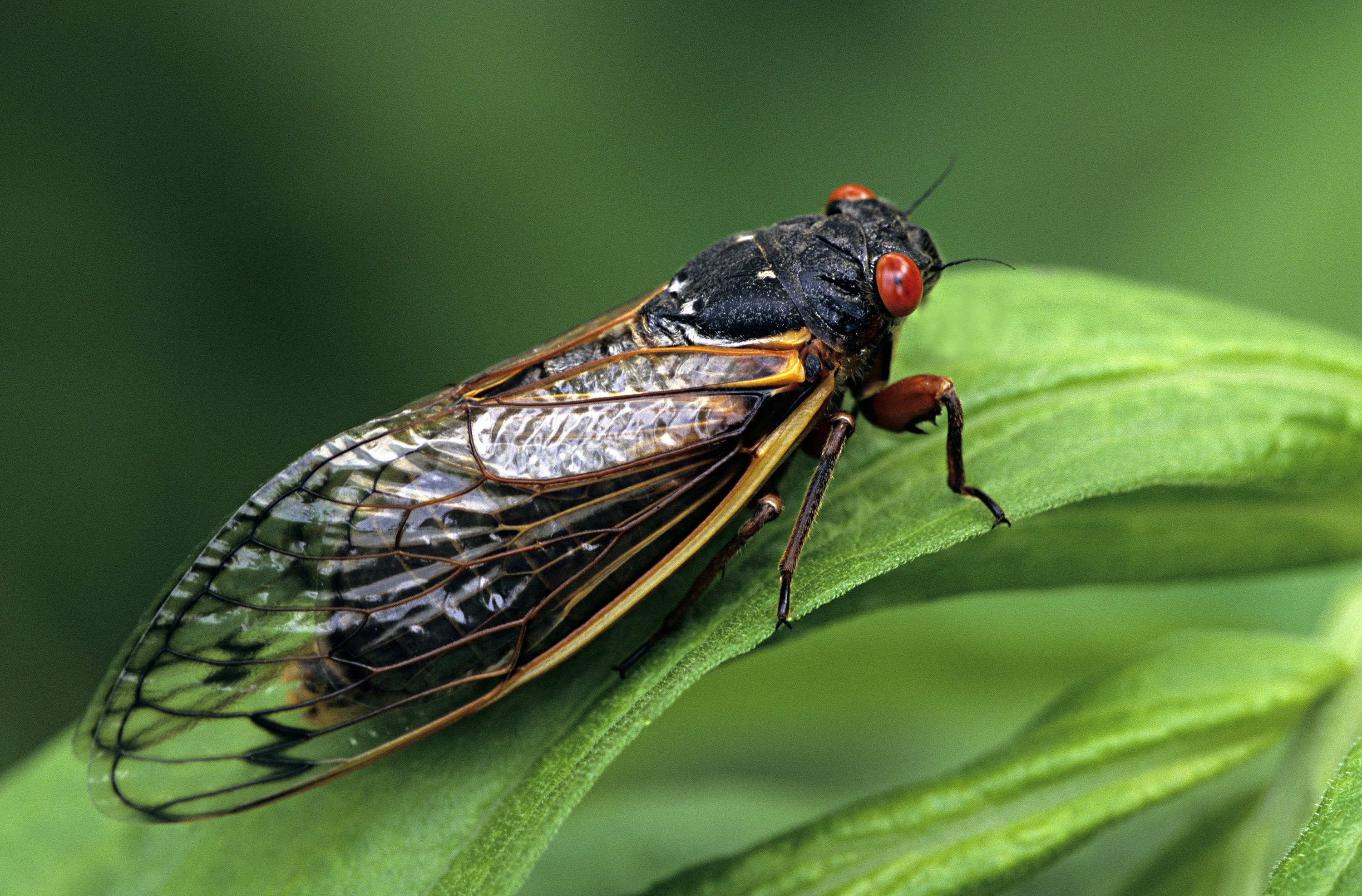 Periodical Cicadas spend 17 years underground feeding on tree sap. Now, billions of cicada nymphs are once again preparing to emerge from the earth and take to the treetops of 15 states across the East Coast and Midwest. (Getty Images)