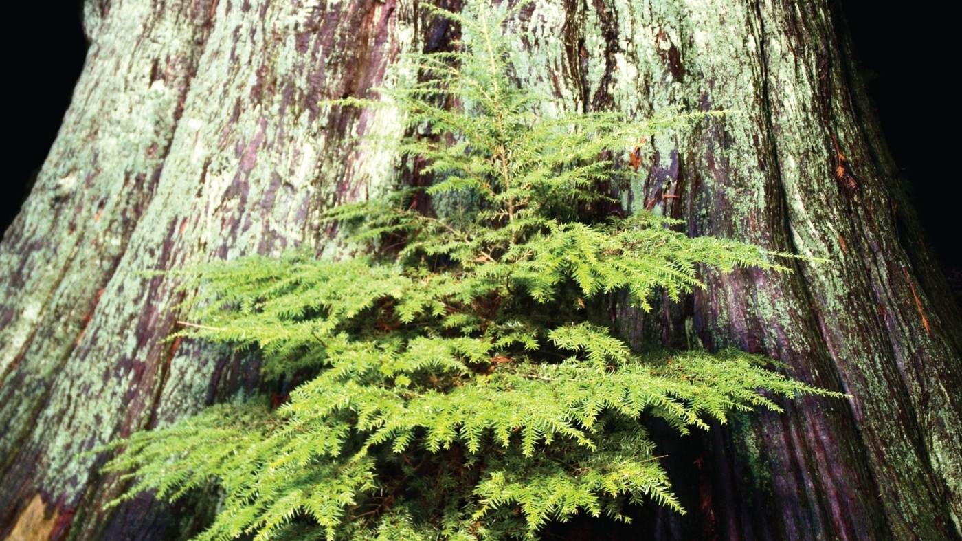 'Mother Tree' Ecologist Suzanne Simard Shares Secrets Of Tree