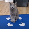 Cats Take 'If I Fits I Sits' Seriously, Even If The Space Is Just An Illusion