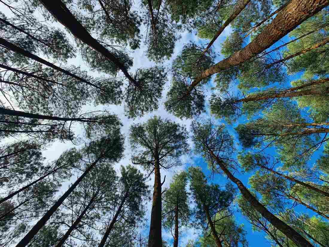 Mangunan Pine Forest, Yogyakarta, Indonesia