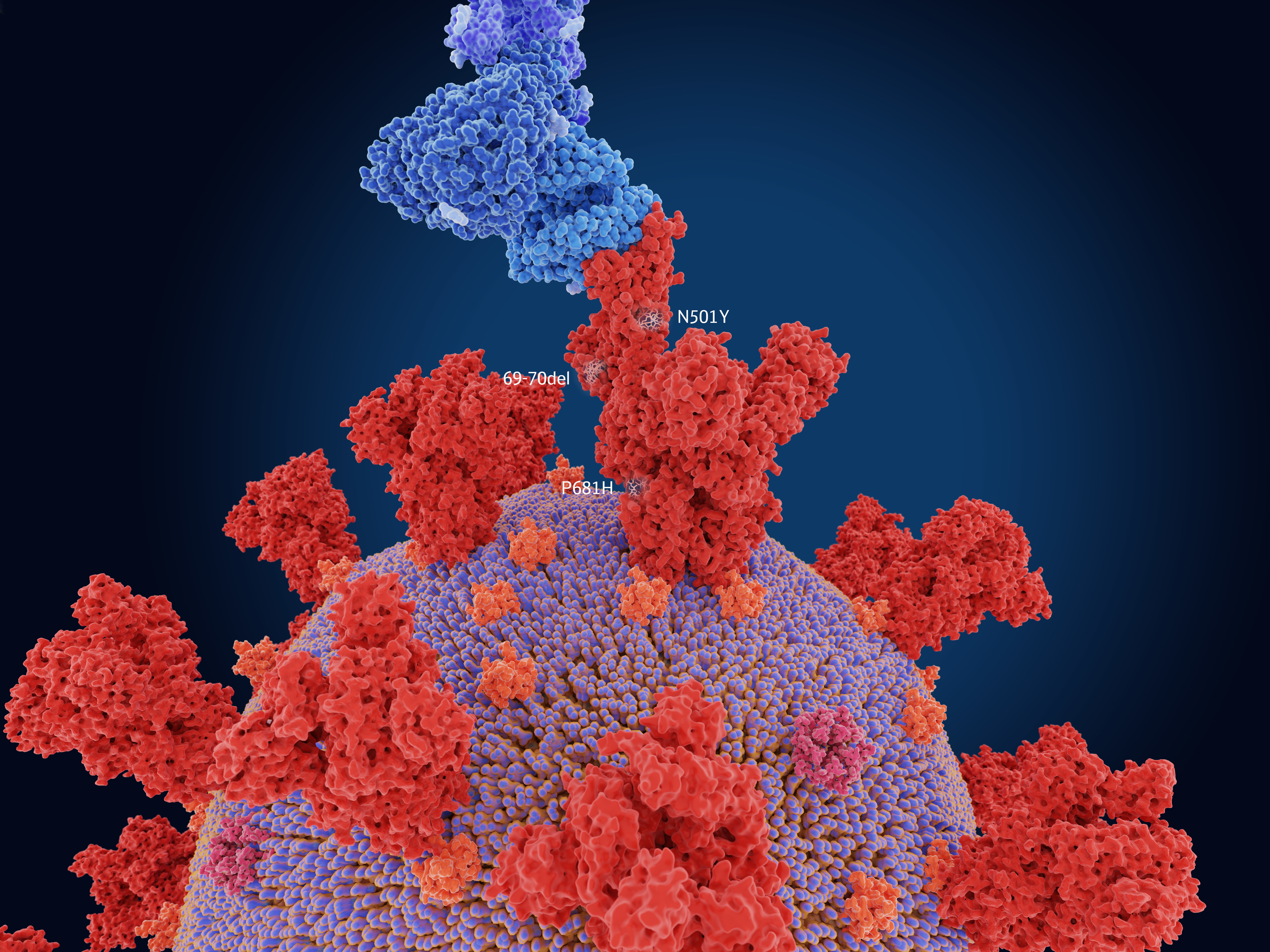 The numerals in the illustration show the main mutation sites of the B.1.1.7 variant first detected in the U.K., which is more transmissible than other variants. Here, the virus's spike protein (red) is bound to a human cell (blue). (Juan Gaertner/Science Source)