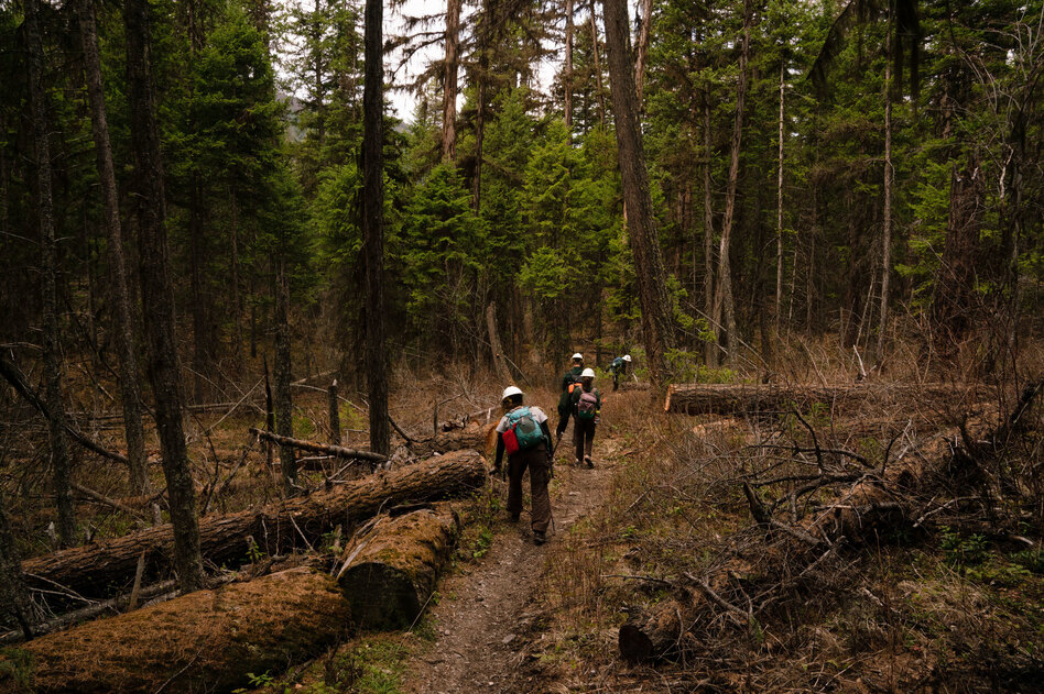 Members of the Montana Conservation Corps work on trails near Tally Lake. (Claire Harbage/NPR)