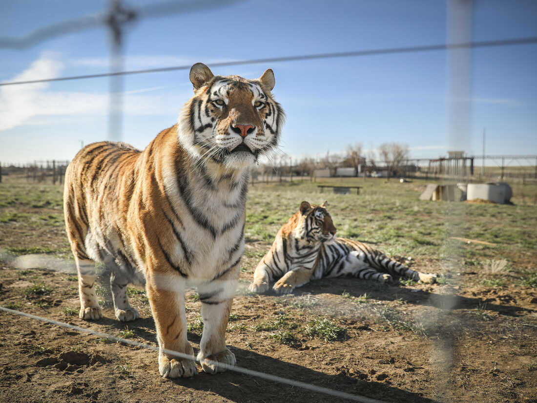 Siberian Tigers - Cat Tales Wildlife Center