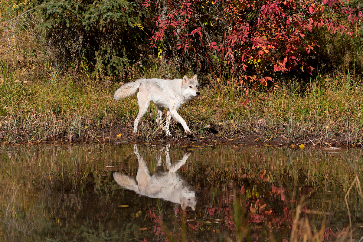 New Idaho Law Calls For Killing 90 Of The State's Wolves NPR