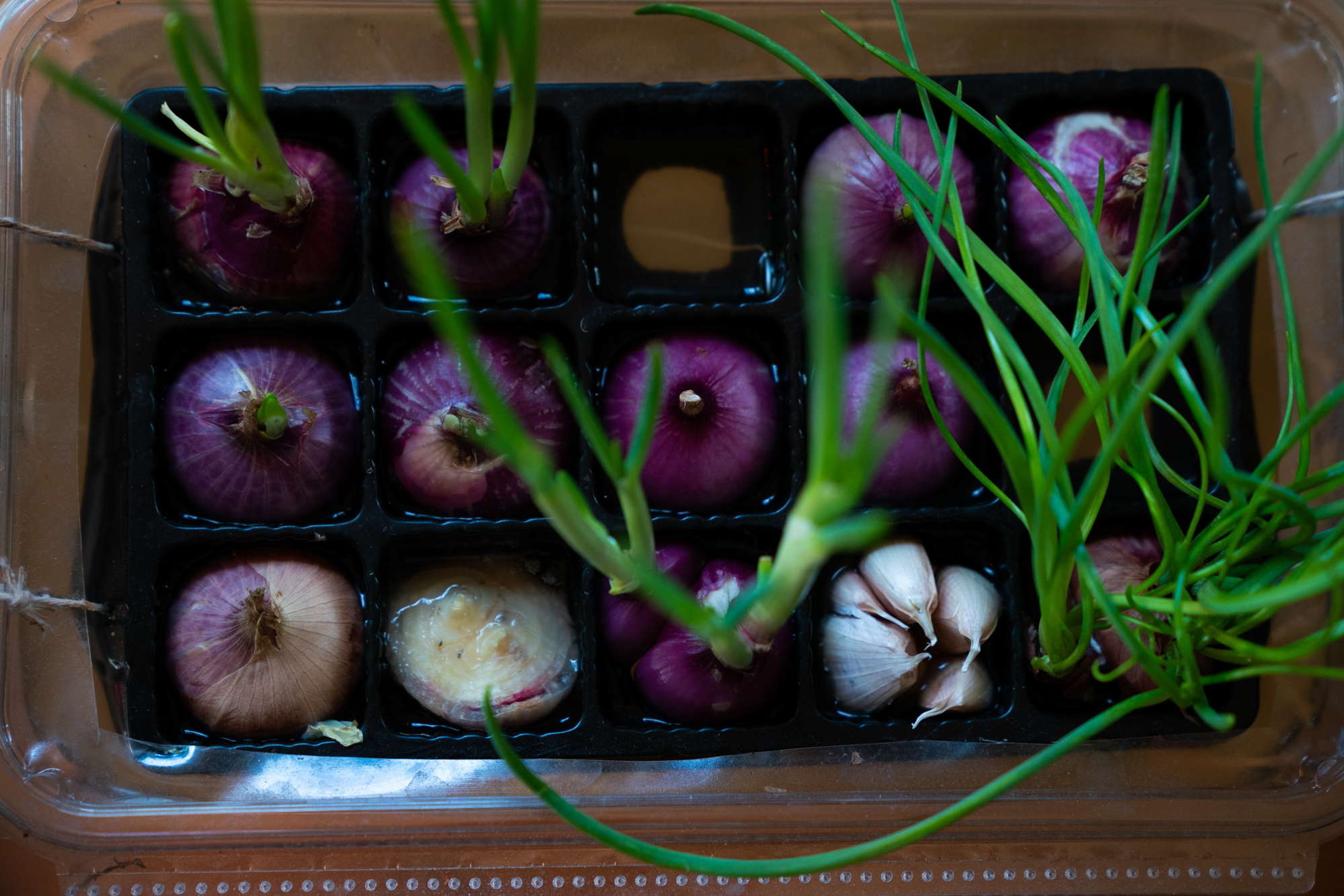 Photos: 2 Cantonese Women Share Their Immigrant Journey 6 Liang likes to plant vegetables at home. She transformed a chocolate tray into an onion growing base.