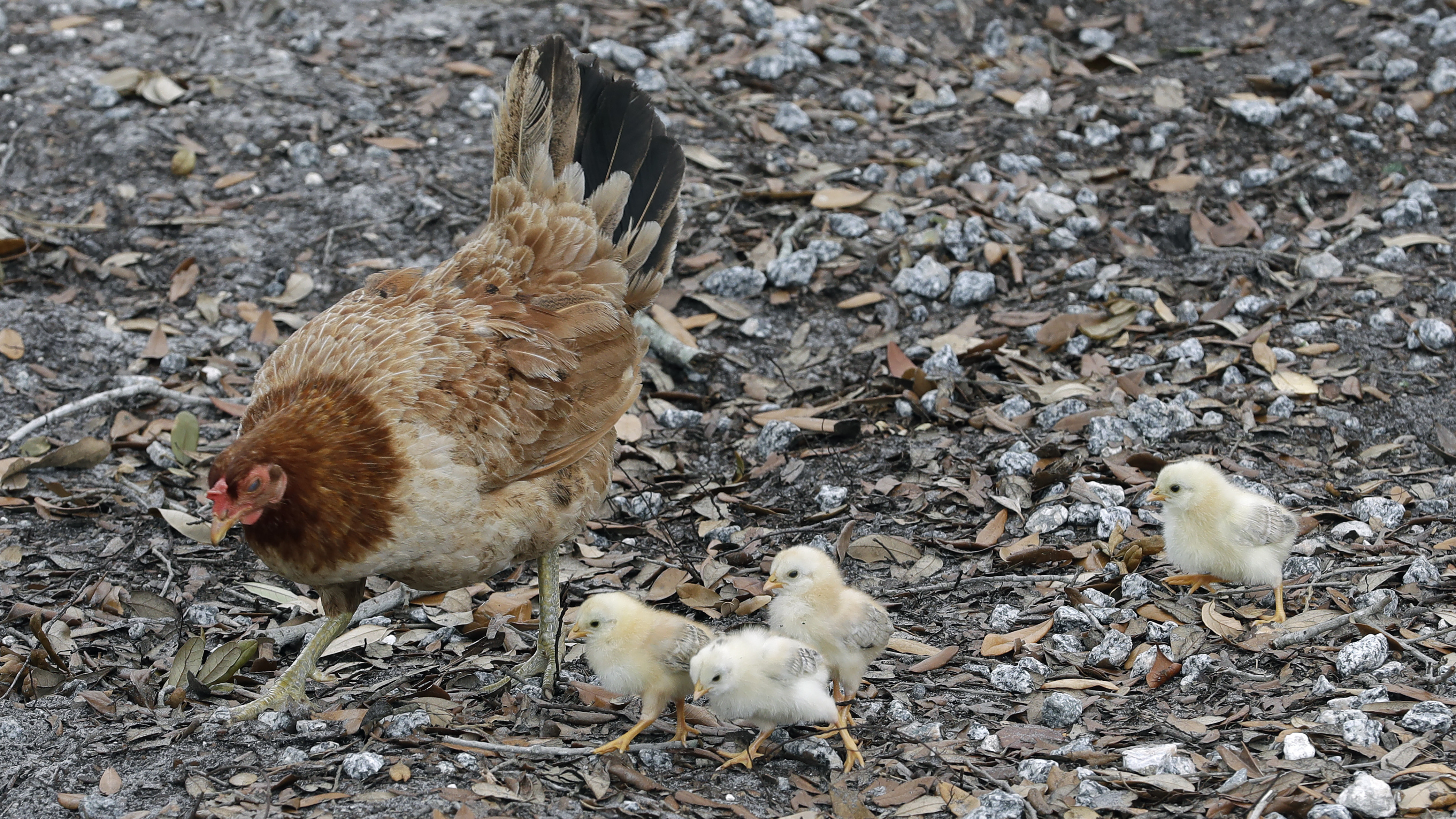 Nie całuj swoich kurczaków, mówi CDC w Salmonella Ostrzeżenie: NPR