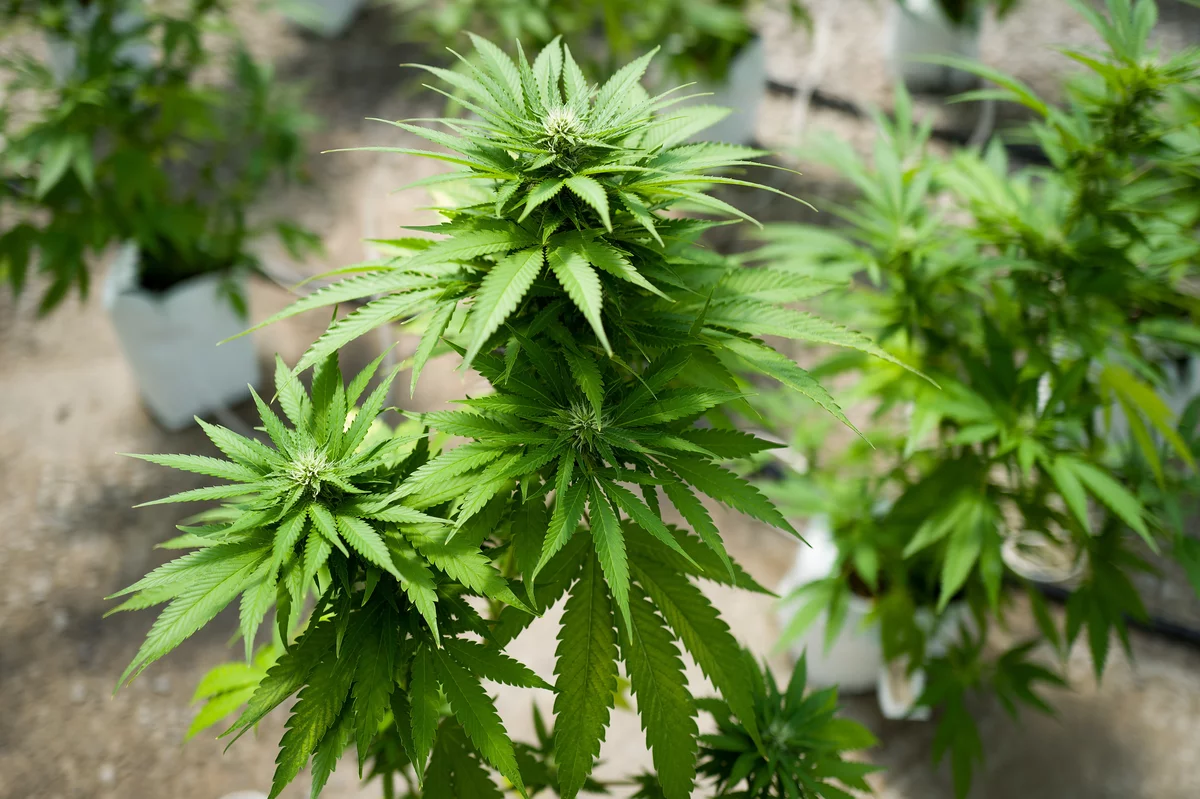 More cannabis alllowed to scieentists