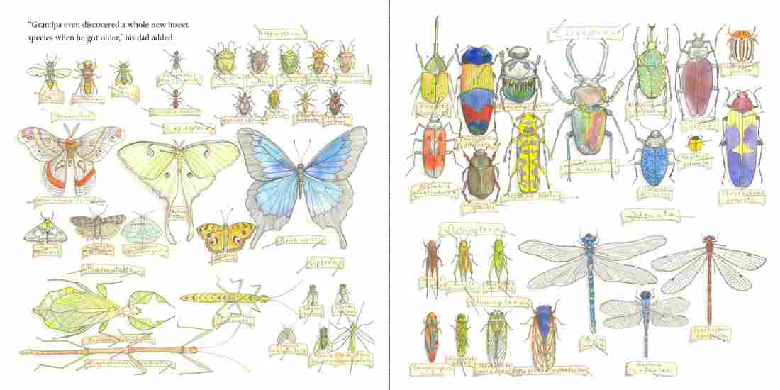 From The Great Whipplethorp Bug Collection