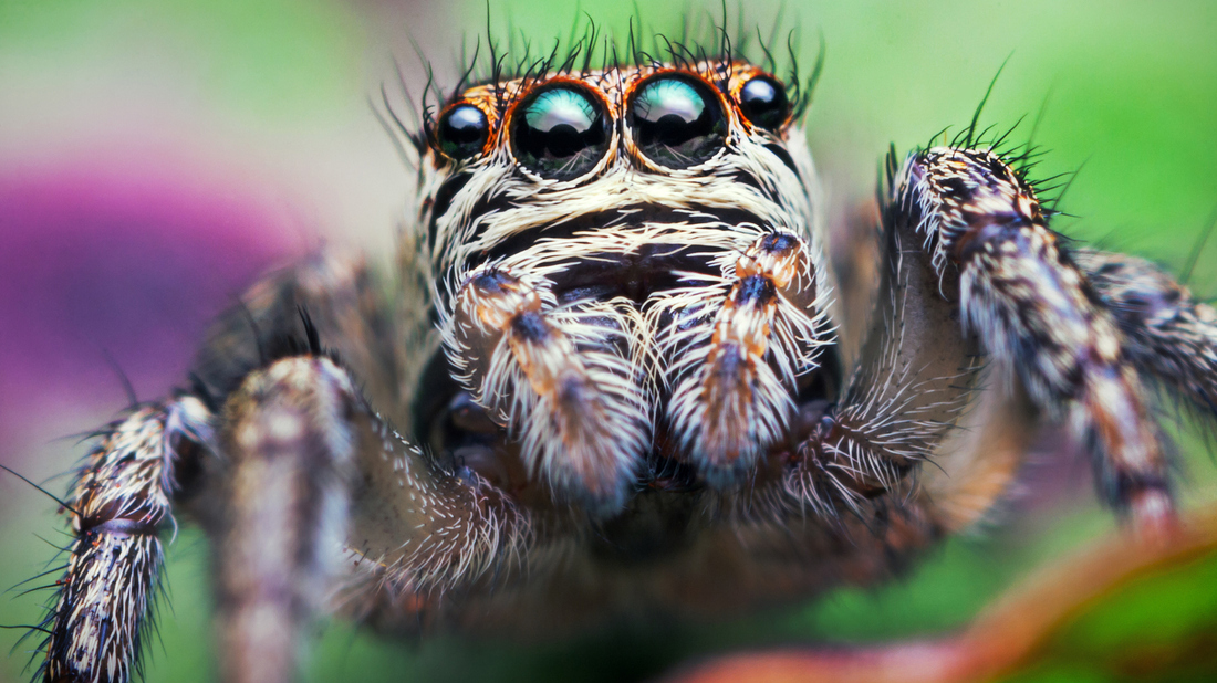 Jumping Spiders Hang By A Thread At Night Why Is Unclear NPR