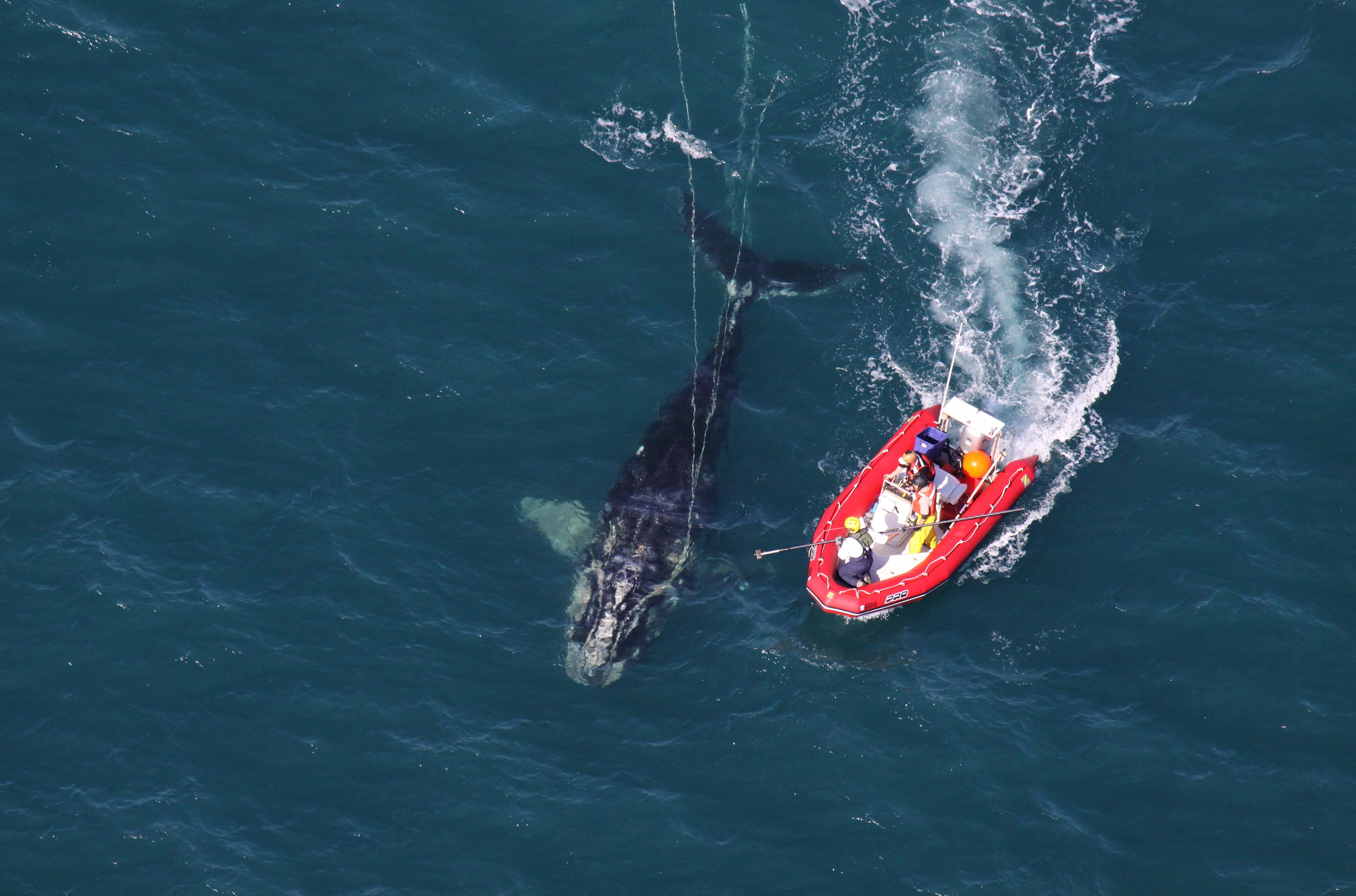 Scientists from NOAA Fisheries Service approach a young North Atlantic right whale in order to disentangle it. New research shows whales with severe entanglements in rope and fishing gear are experiencing stunted growth, and body lengths have been decreasing since 1981. (NOAA News Archive 011811)