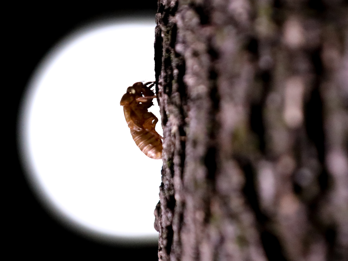 Cicadas and pets What to do if your cat or dog eats them NPR