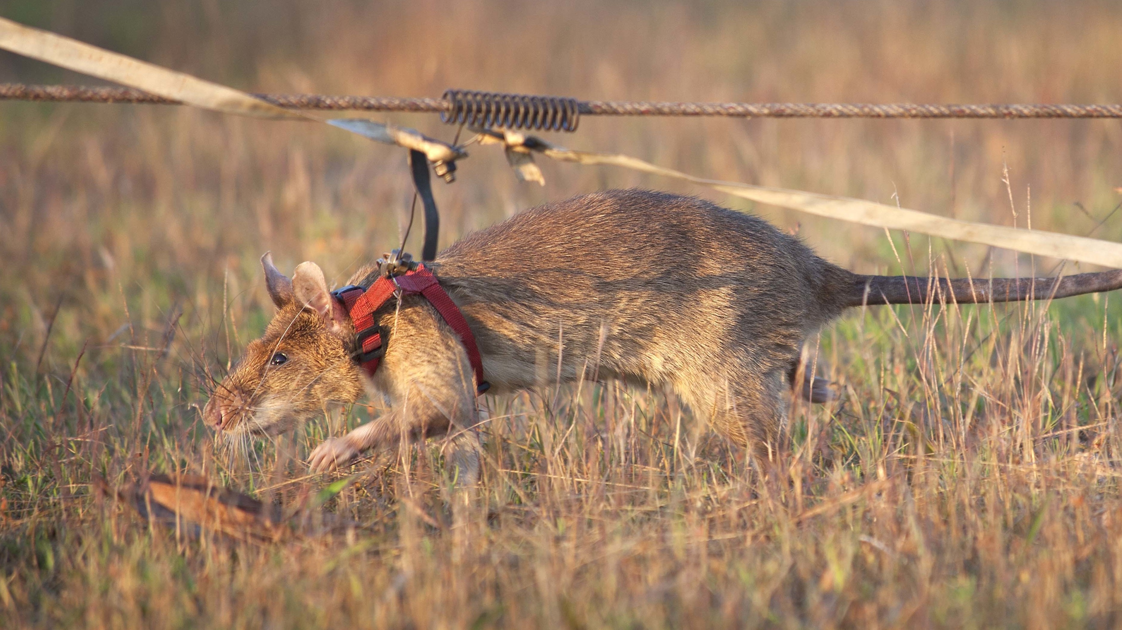 Magawa is shown here working to detect land mines, a job the animal has done for five years.