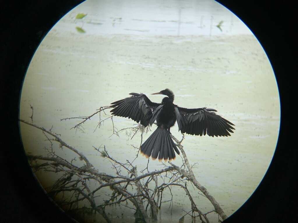 Birding stores 2024 near me