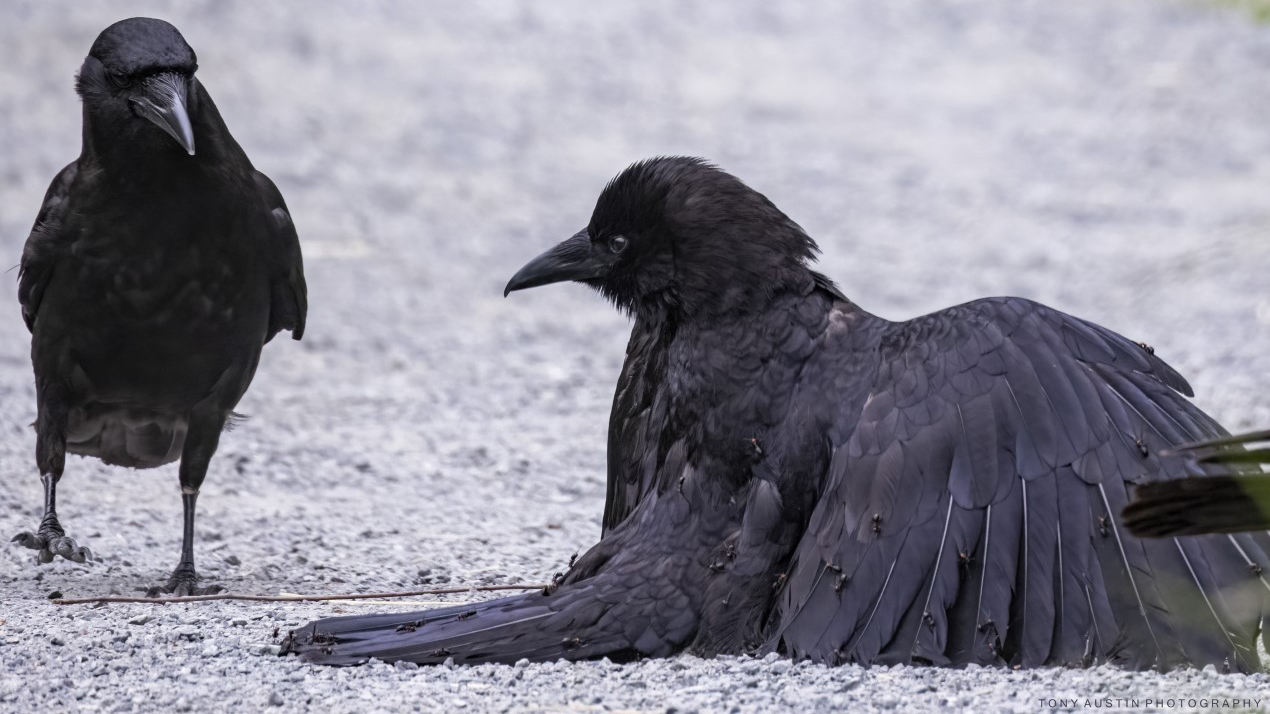 Here's What Crows Taking Ant Baths, Or 'Anting,' Looks Like : NPR