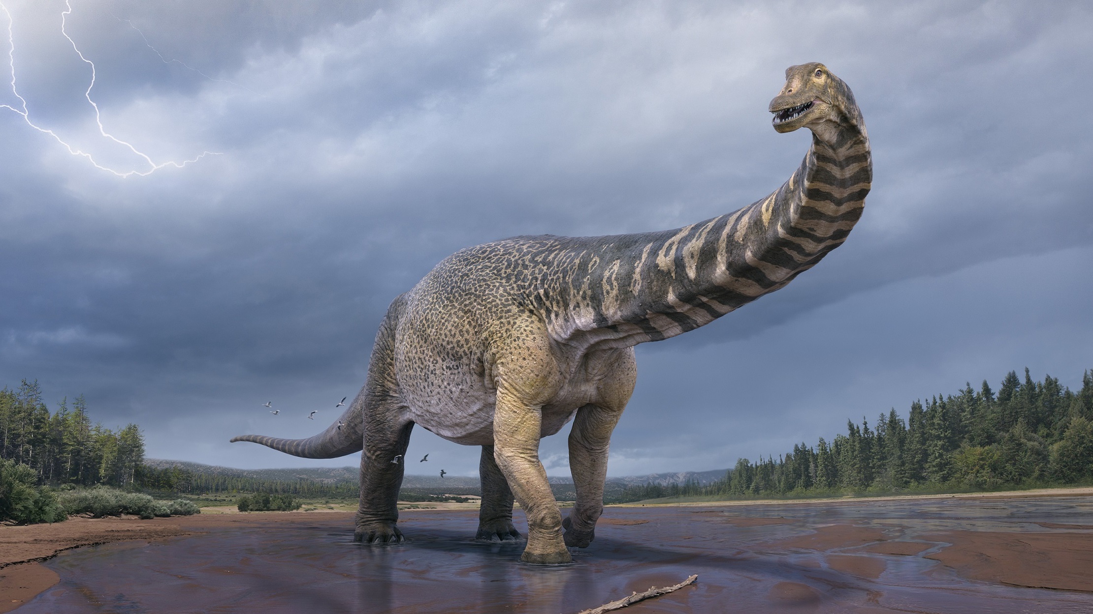 Australotitan cooperensis is the new species confirmed by paleontologists in Australia. It's the biggest dinosaur discovered in Australia.