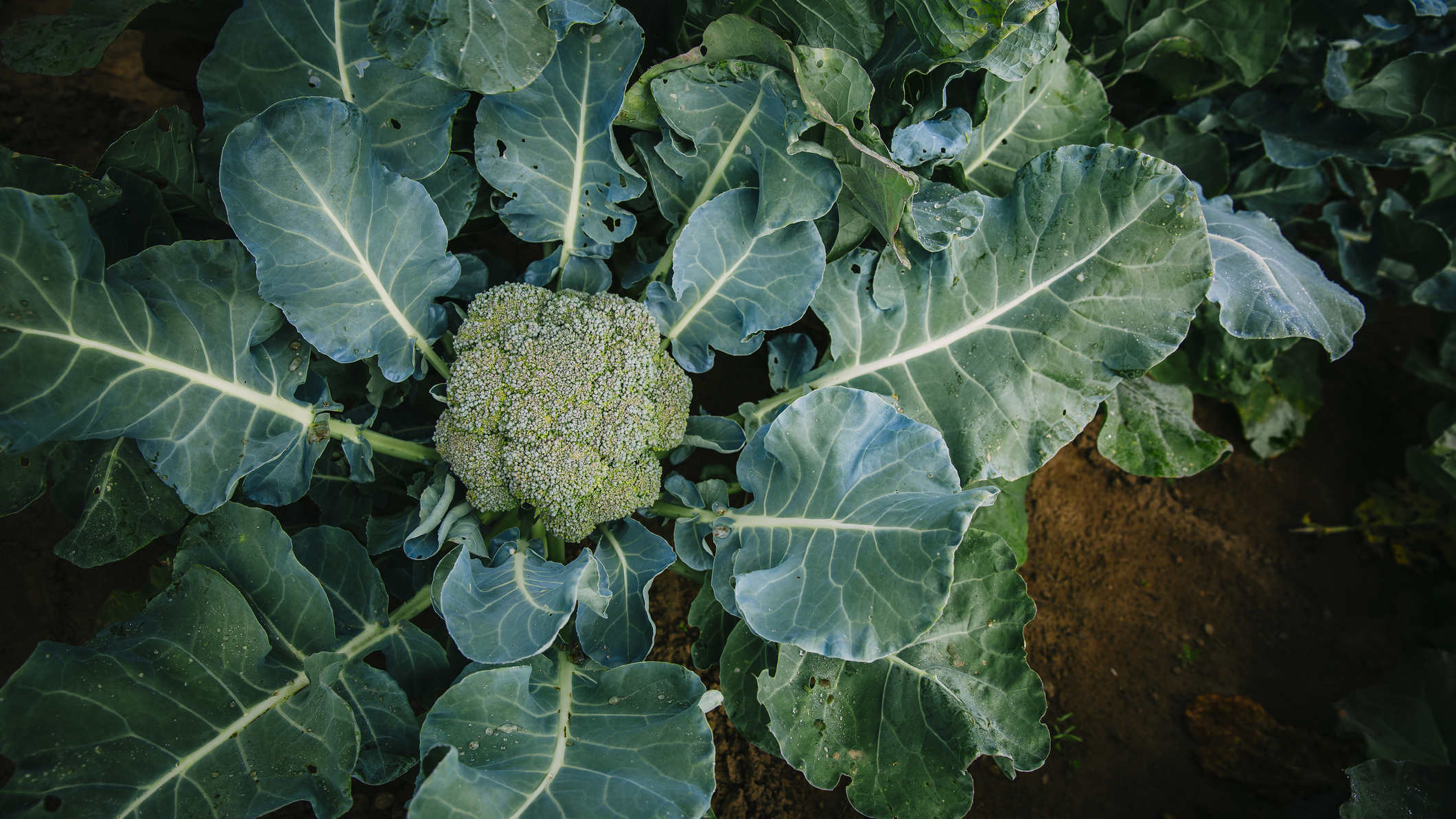 Vegetables Are Made Up Short Wave NPR