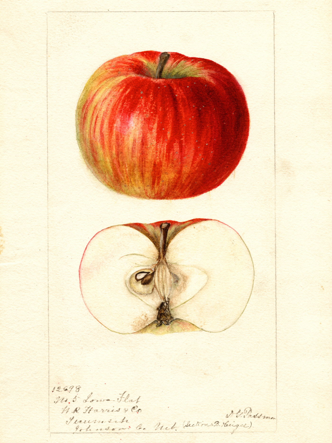 An Apple Detective Rediscovered 7 Kinds Of Apples Thought To Be Extinct