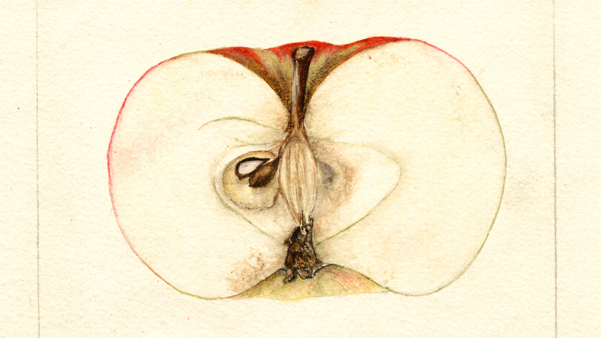 An Apple Detective Rediscovered 7 Kinds Of Apples Thought To Be Extinct