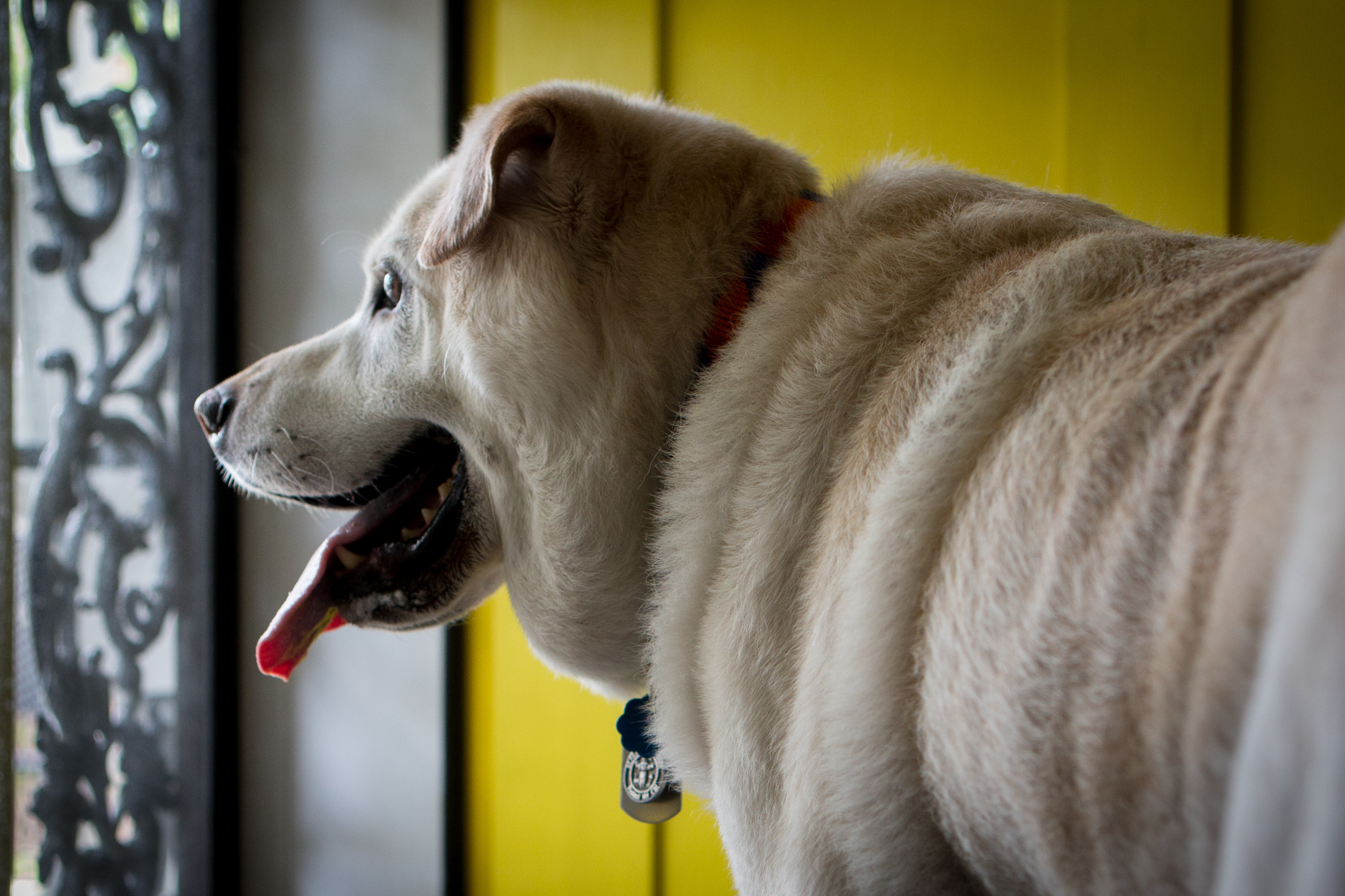 As people get back to in-person work, it may be a difficult transition for dogs and their owners. One tip from a veterinarian: Don't make a big deal about leaving and coming back home. (Photo Illustration by Becky Harlan/NPR)
