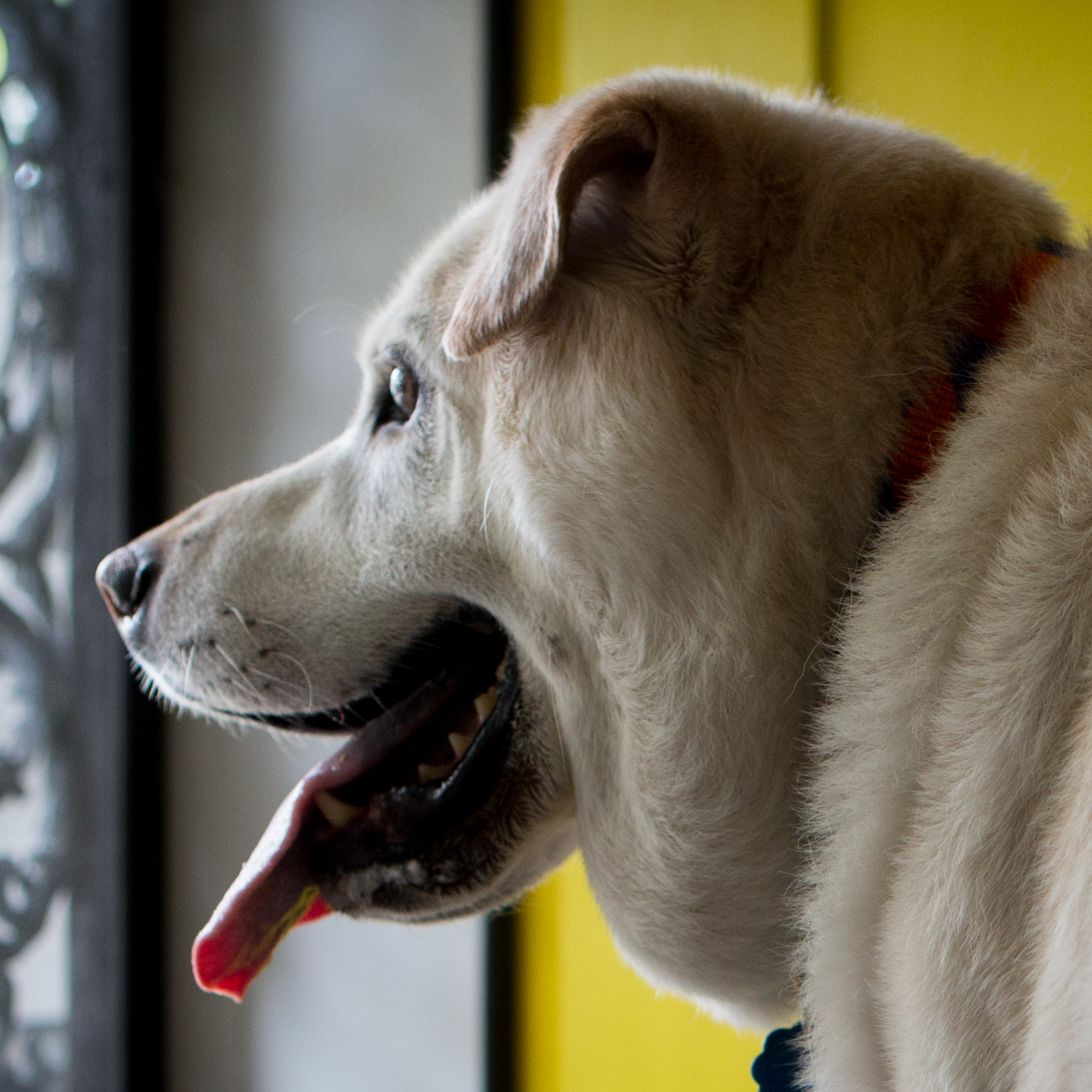 6 Tips For Getting Your Dog Ready For Your Return To The Office