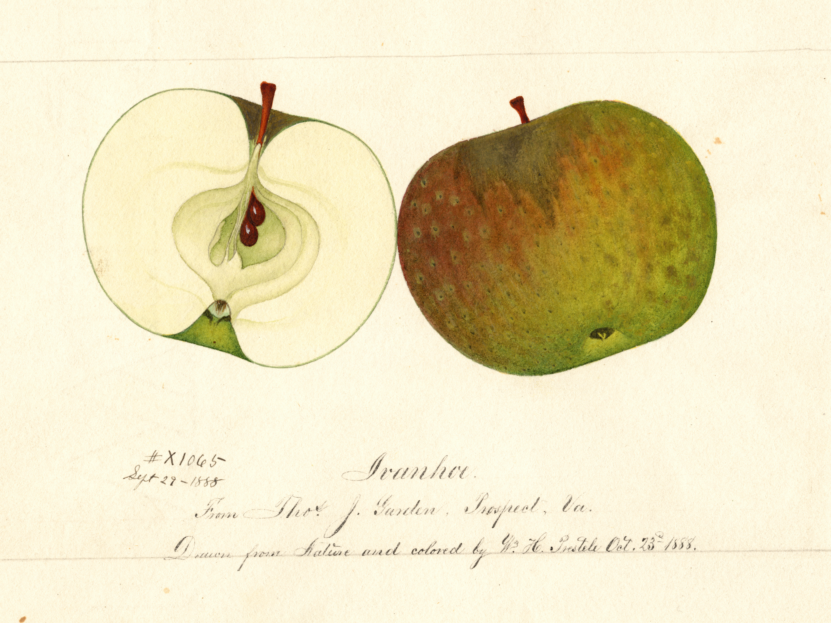 The Tragic Mystery Of The Mushy Apple