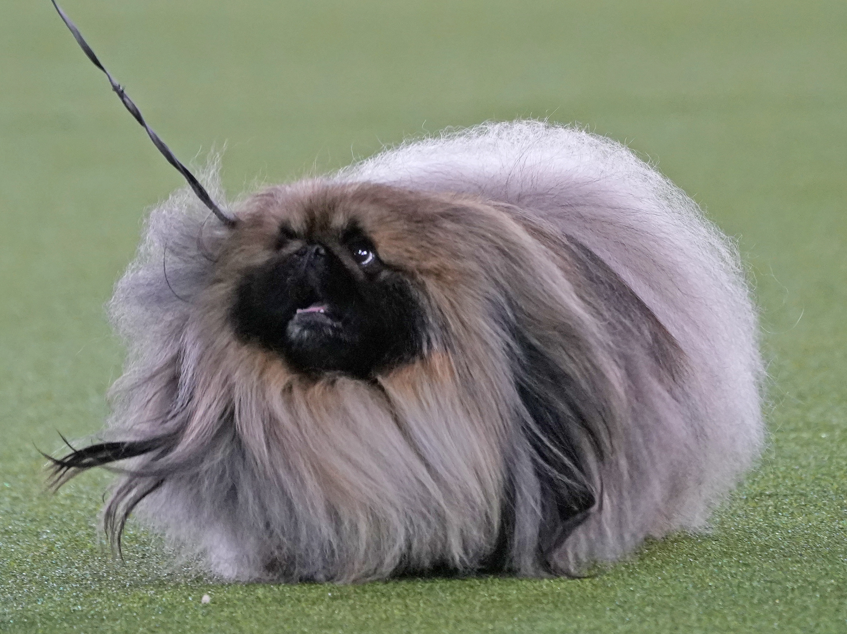 Westminster dog sales show pekingese