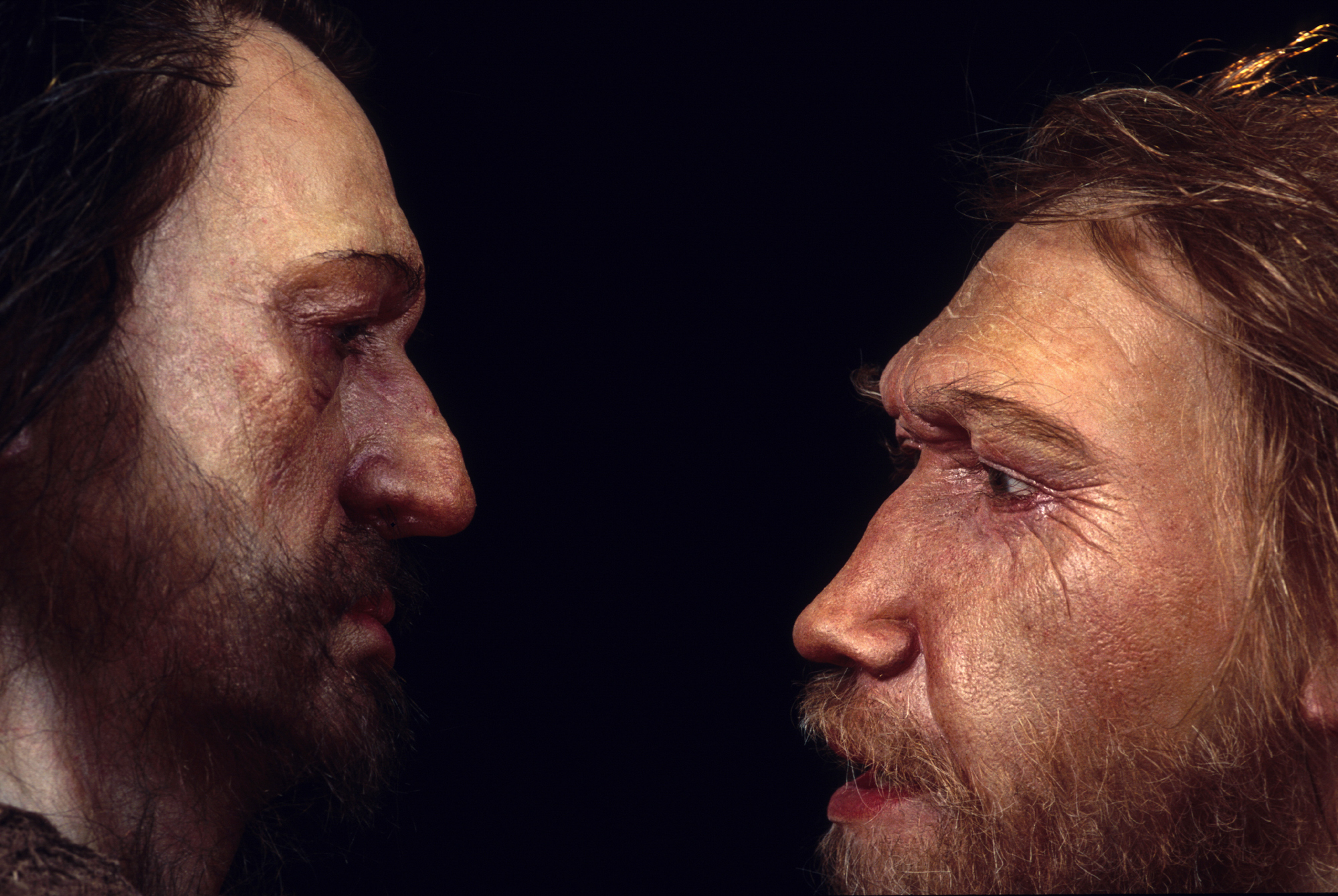 Reconstructions from the Daynès Studio in Paris depict a male Neanderthal (right) face to face with a human, <em>Homo sapiens</em>. (Science Source)