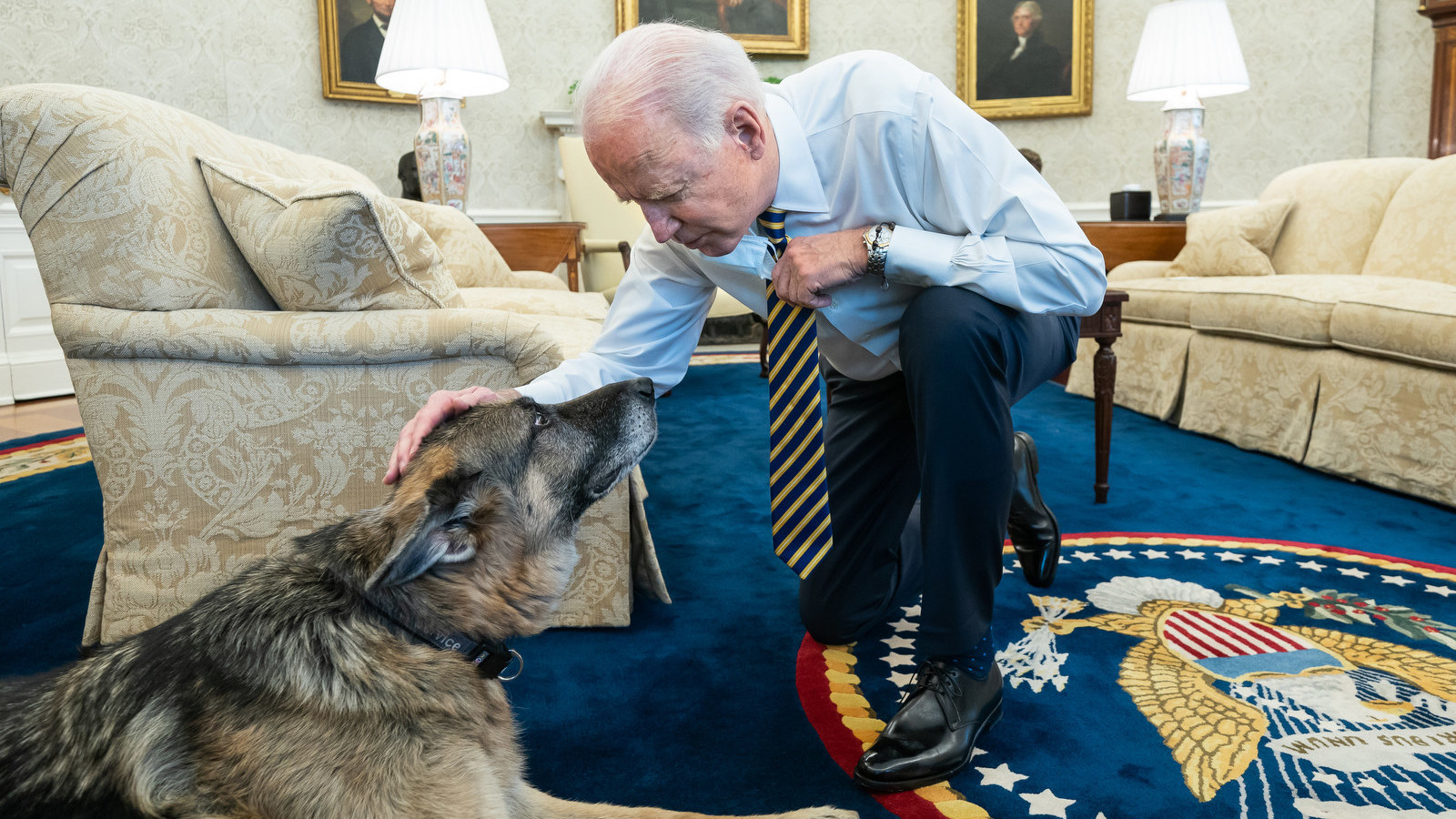 President Biden pets Biden family dog Champ in the Oval Office in February. On Saturday, Joe and Jill Biden announced that Champ had died.