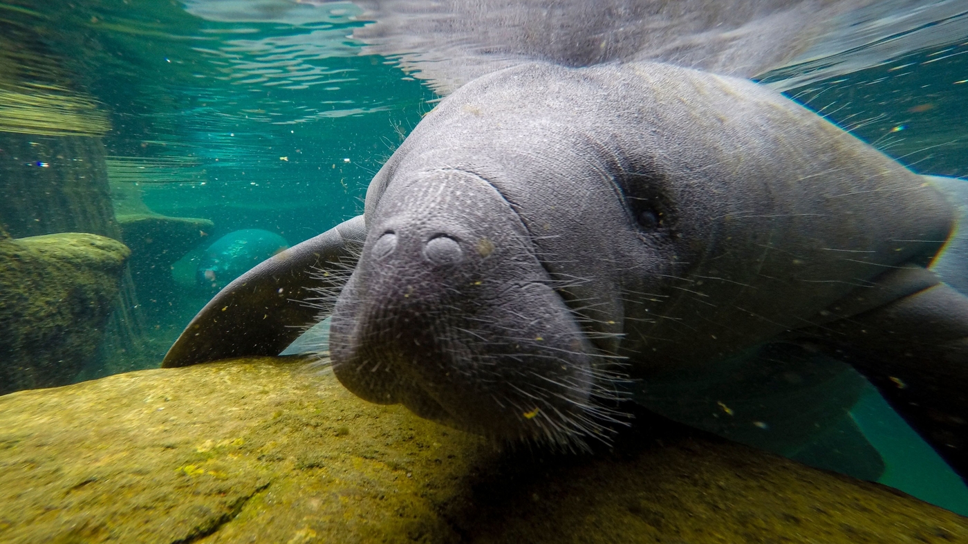 Florida Manatees Are Dying Of Starvation At An Alarmingly High Rate : NPR