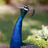 Los Angeles County Wants You To Stop Feeding The Feral Peacocks