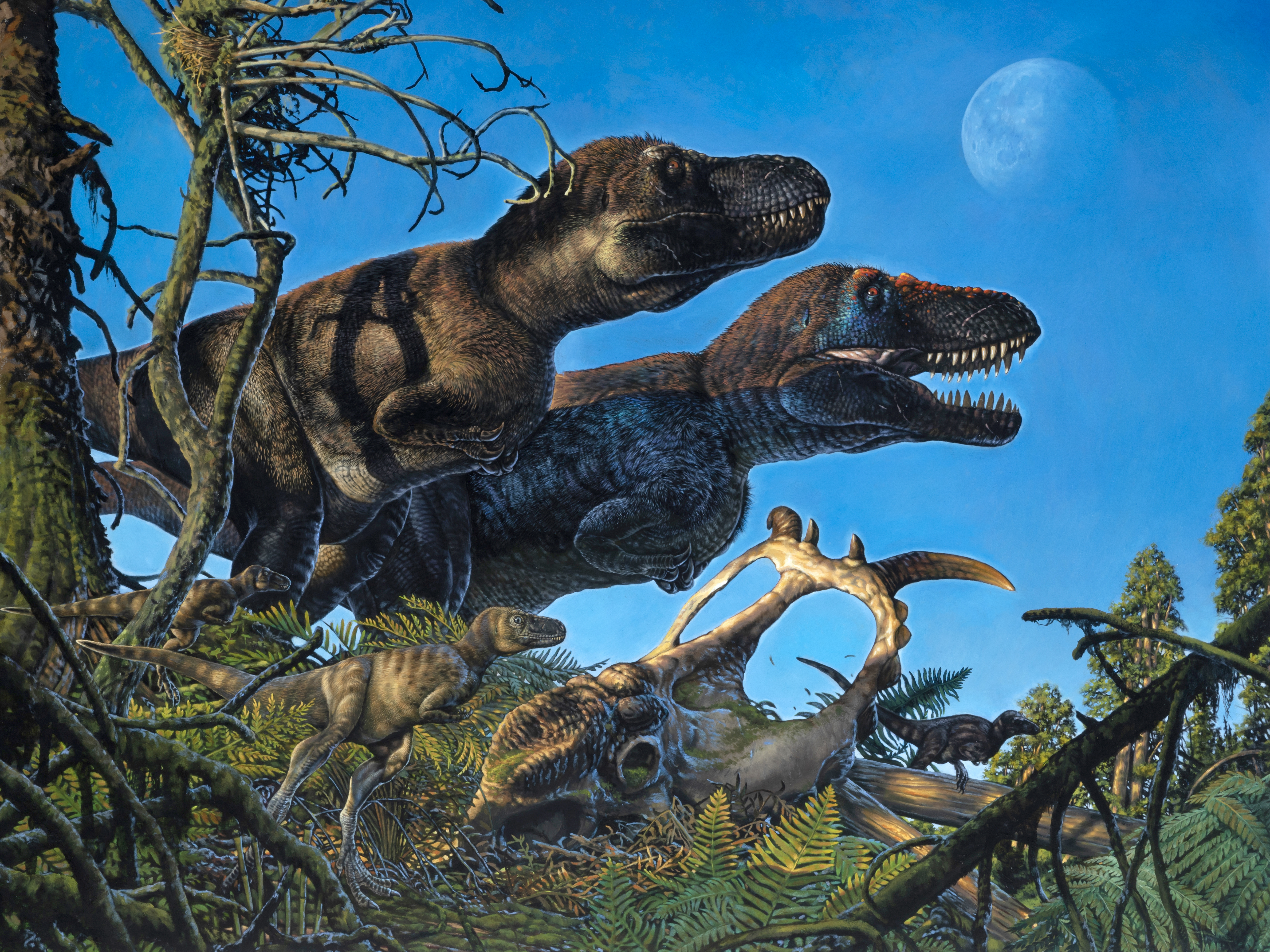An illustration shows a pair of adult tyrannosaurs and their young living in the Arctic during the Cretaceous Period. (Courtesy University of Alaska Fairbanks)