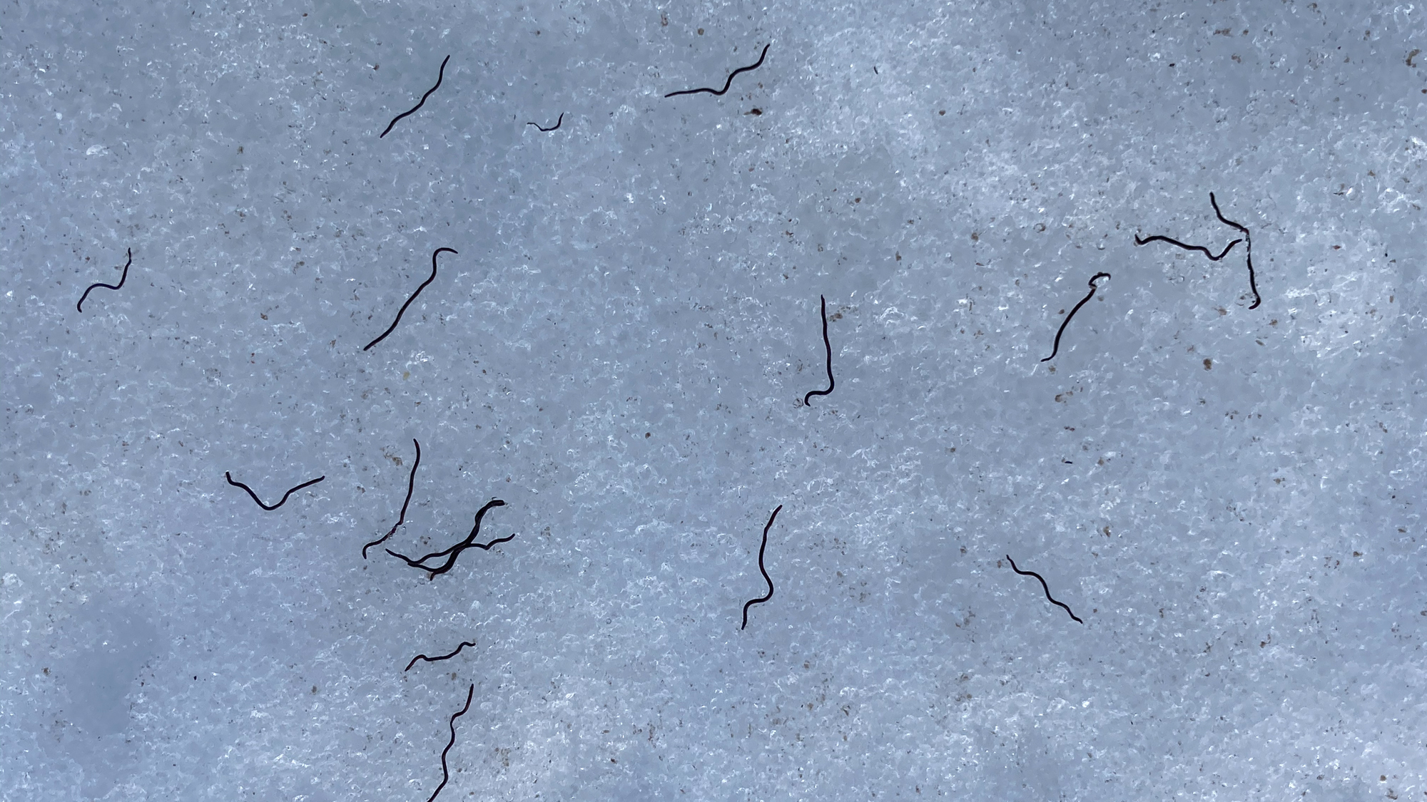Summer Mystery Glacier Ice Worms Rise Again In The Pacific Northwest NPR