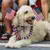 Get Ready For The Fireworks. How To Keep Your Pets Safe And Happy This 4th Of July