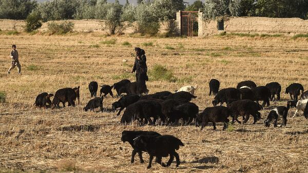 A shepherd watches over his flock grazing near Bagram Air Field on July 1.