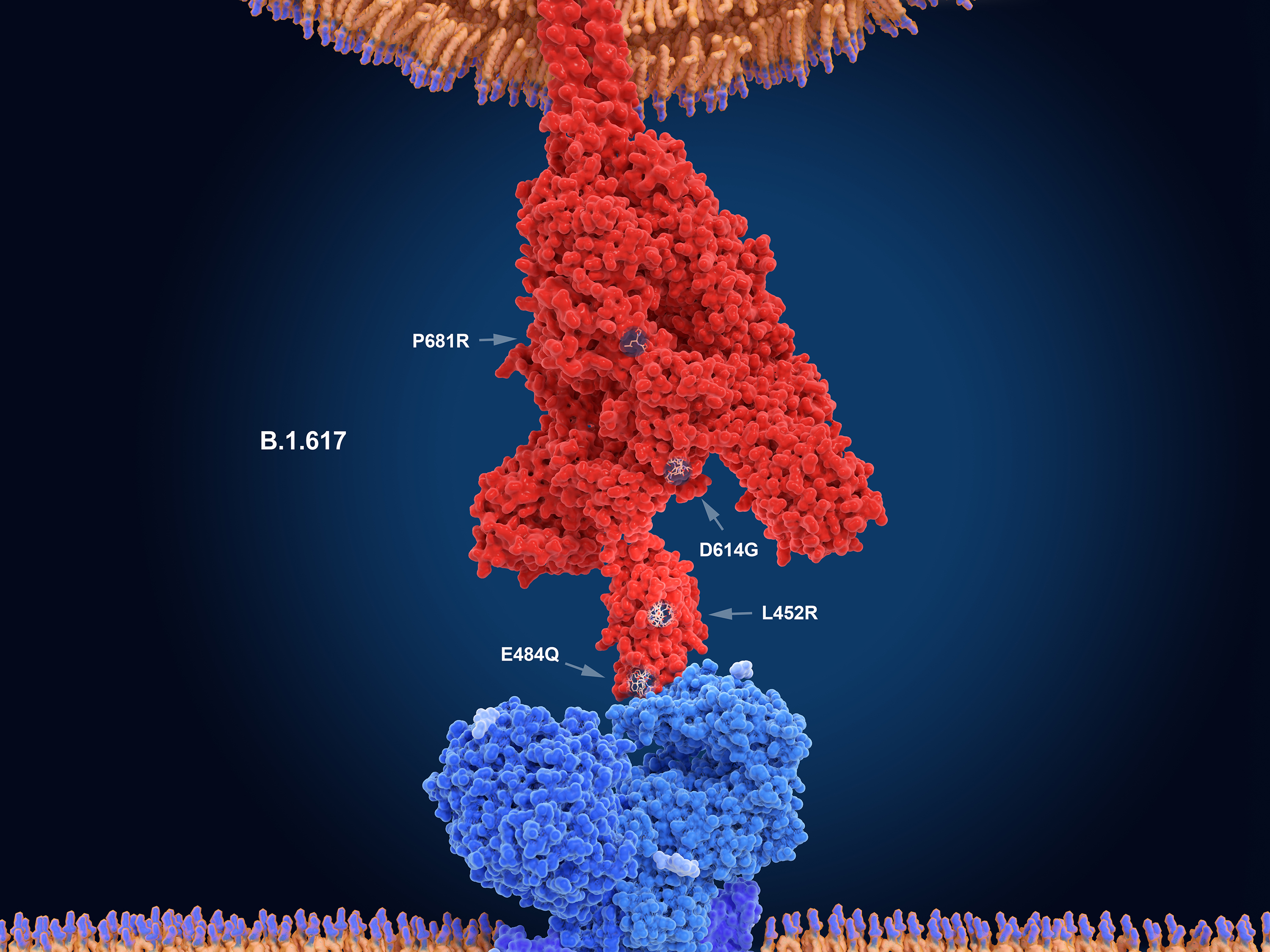 The numerals in this illustration show the main mutation sites of the delta variant of the coronavirus, which is likely the most contagious version. Here, the virus's spike protein (red) binds to a receptor on a human cell (blue). (Science Source)