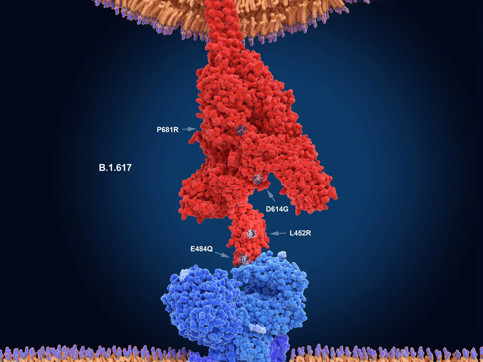 sciencesource_ss1251573-edit_custom-dfc25aa9e361d5a51c5cb3ae2d12b948fd0f2798-s1600-c85.webp