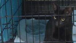 Binx the cat was found near the collapse of the Champlain Towers South and reunited with his family.