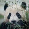 Finally Some Good News! China Says Giant Pandas Are No Longer Endangered