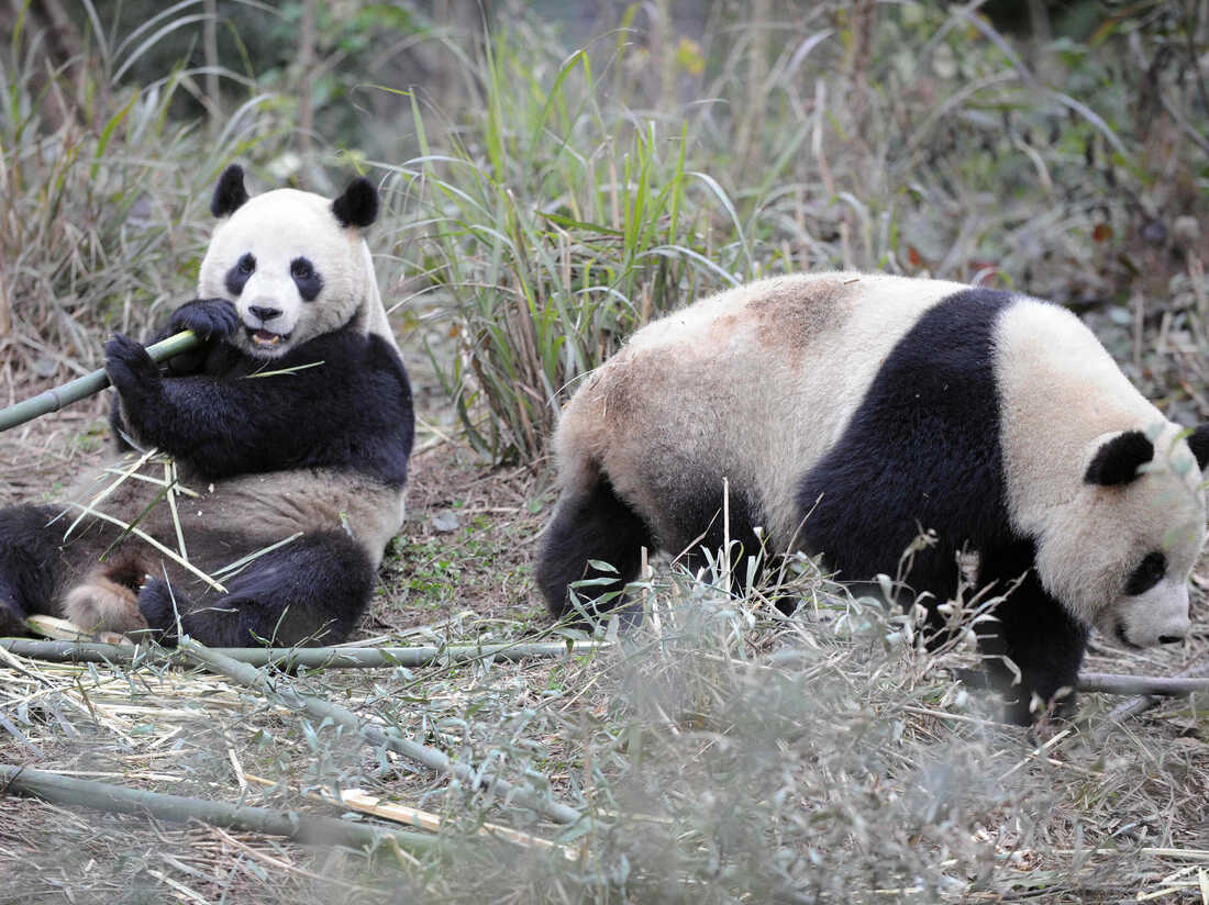 Giant panda, Facts, Habitat, Population, & Diet