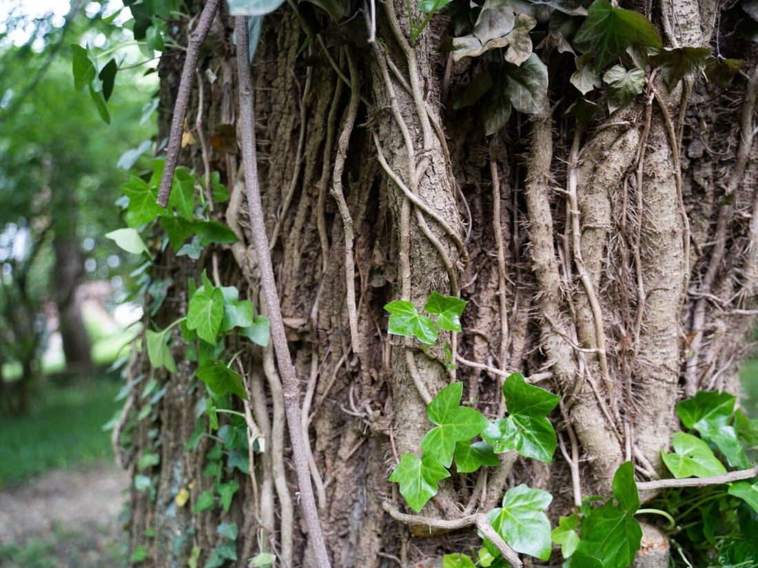 effect of vines on trees