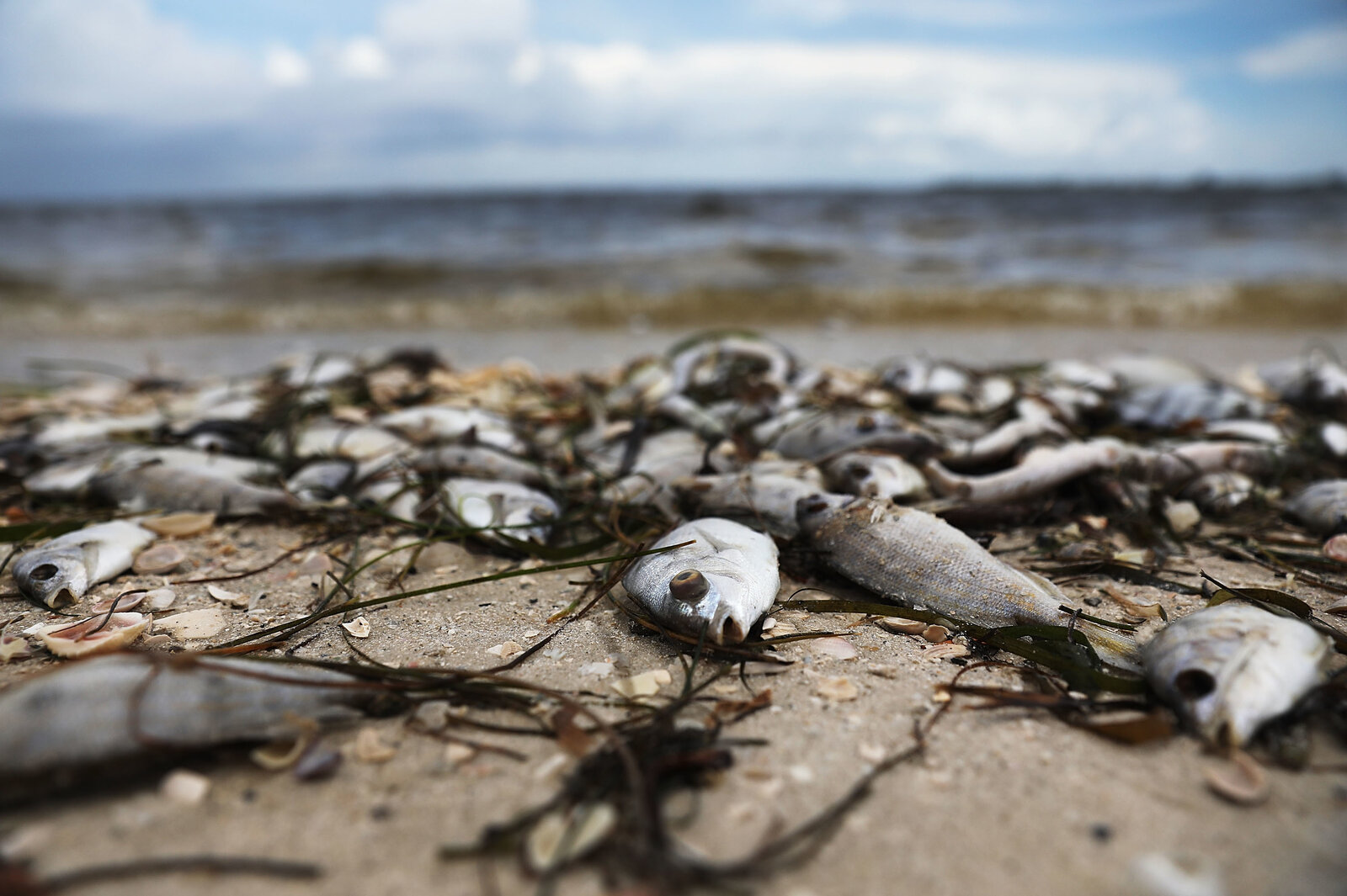 Fische werden am Sanibel Causeway an Land gespült, nachdem sie 2018 in Sanibel, Florida, bei einer roten Flut gestorben sind.Joe Raedle/Getty Images