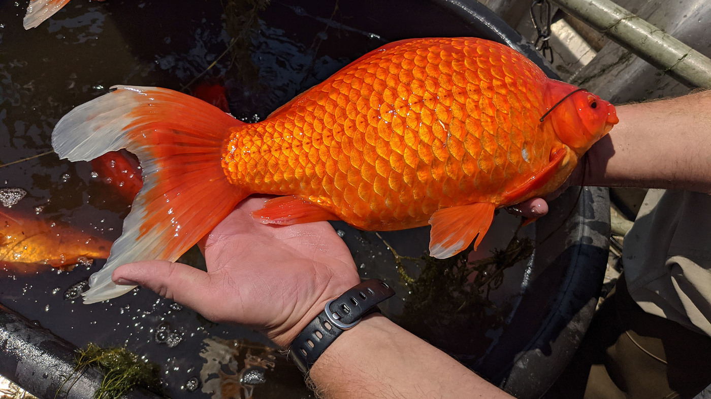 oversize-goldfish-are-taking-over-one-minnesota-lake-npr