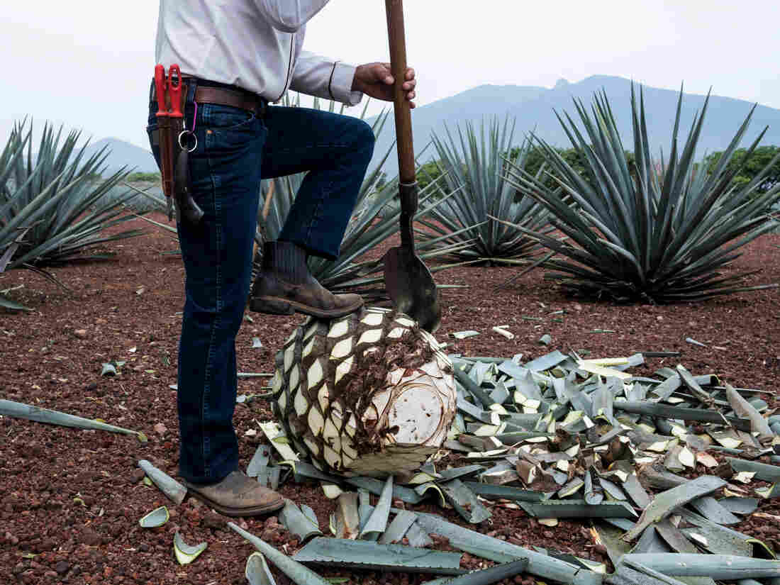 A Jimador, agave field worker, uses a coa de jima tool to cut the leaves off a blue agave during harvesting.