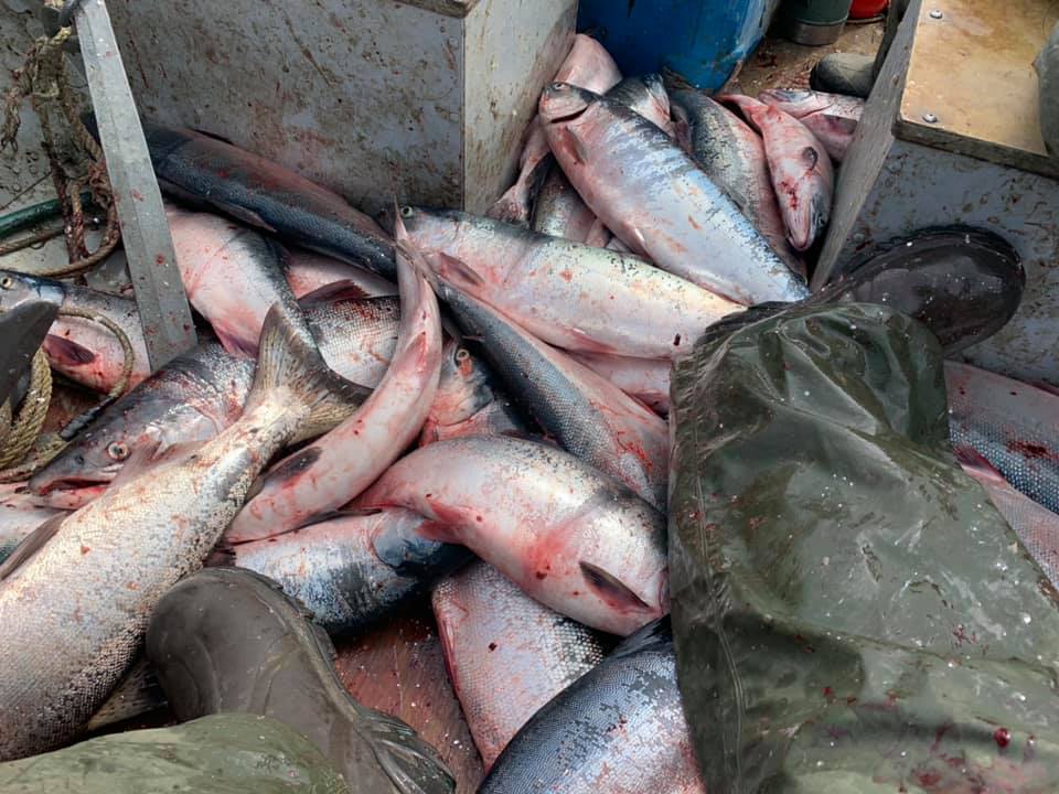 Yukon River residents ask the feds to take over salmon management from the state - Vimarsana News