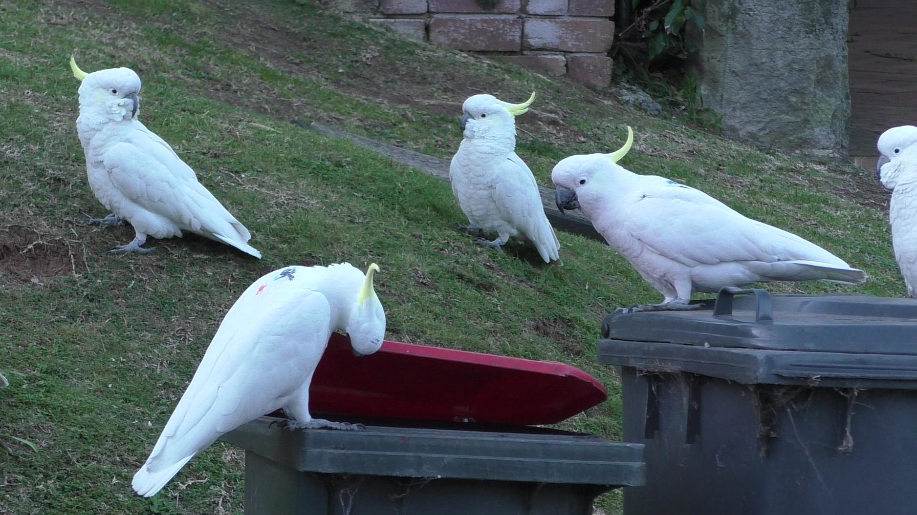 How A Team Of Scientists Studied Trash Bin LidOpening Cockatoos In