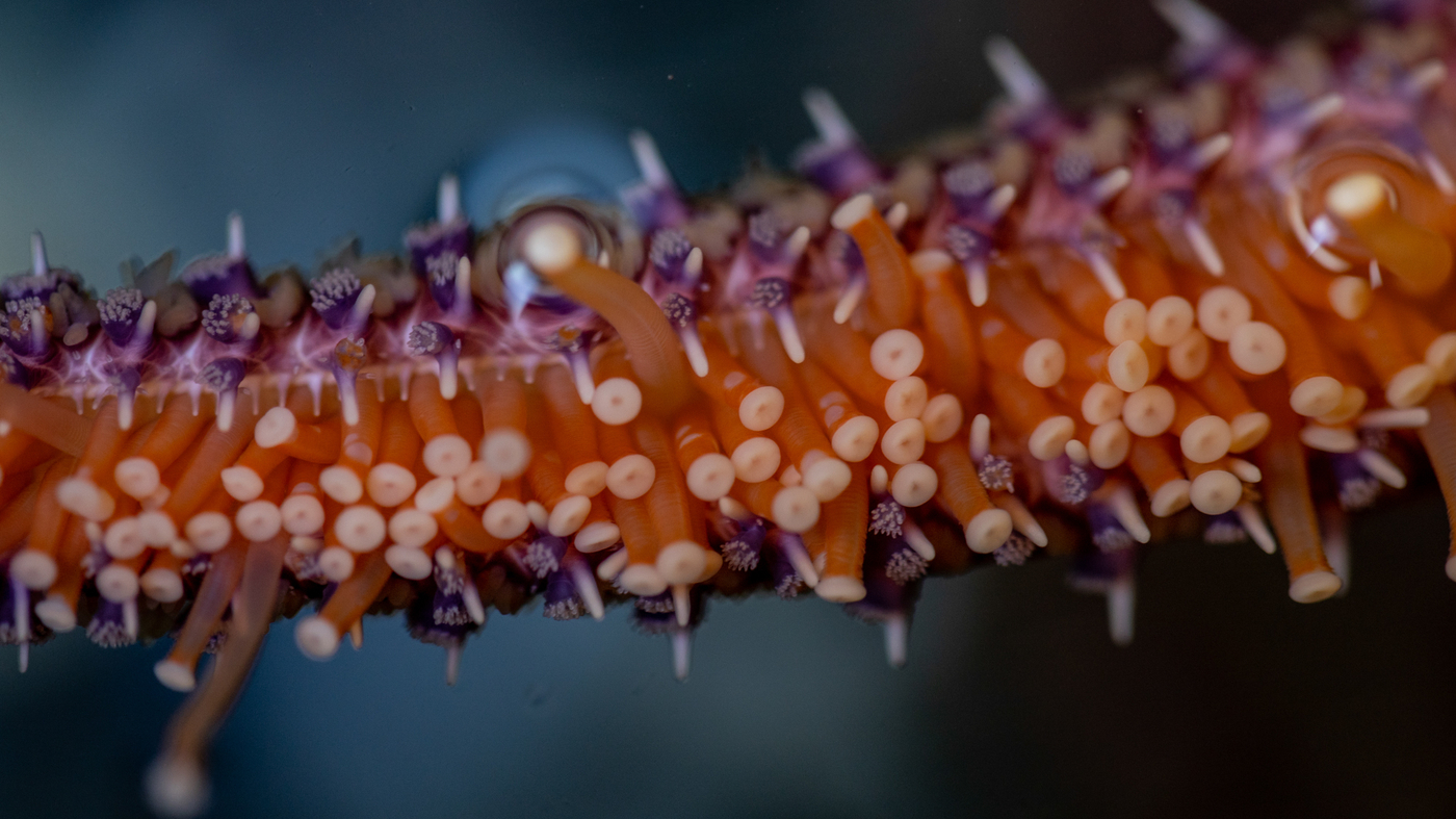 Scientists Race To Save Endangered Sea Stars From A Strange Wasting