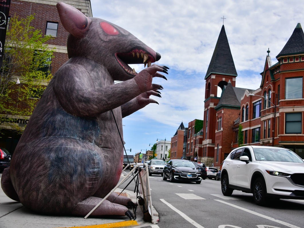 How A Beloved Giant Rat Won Free Speech Rights NCPR News