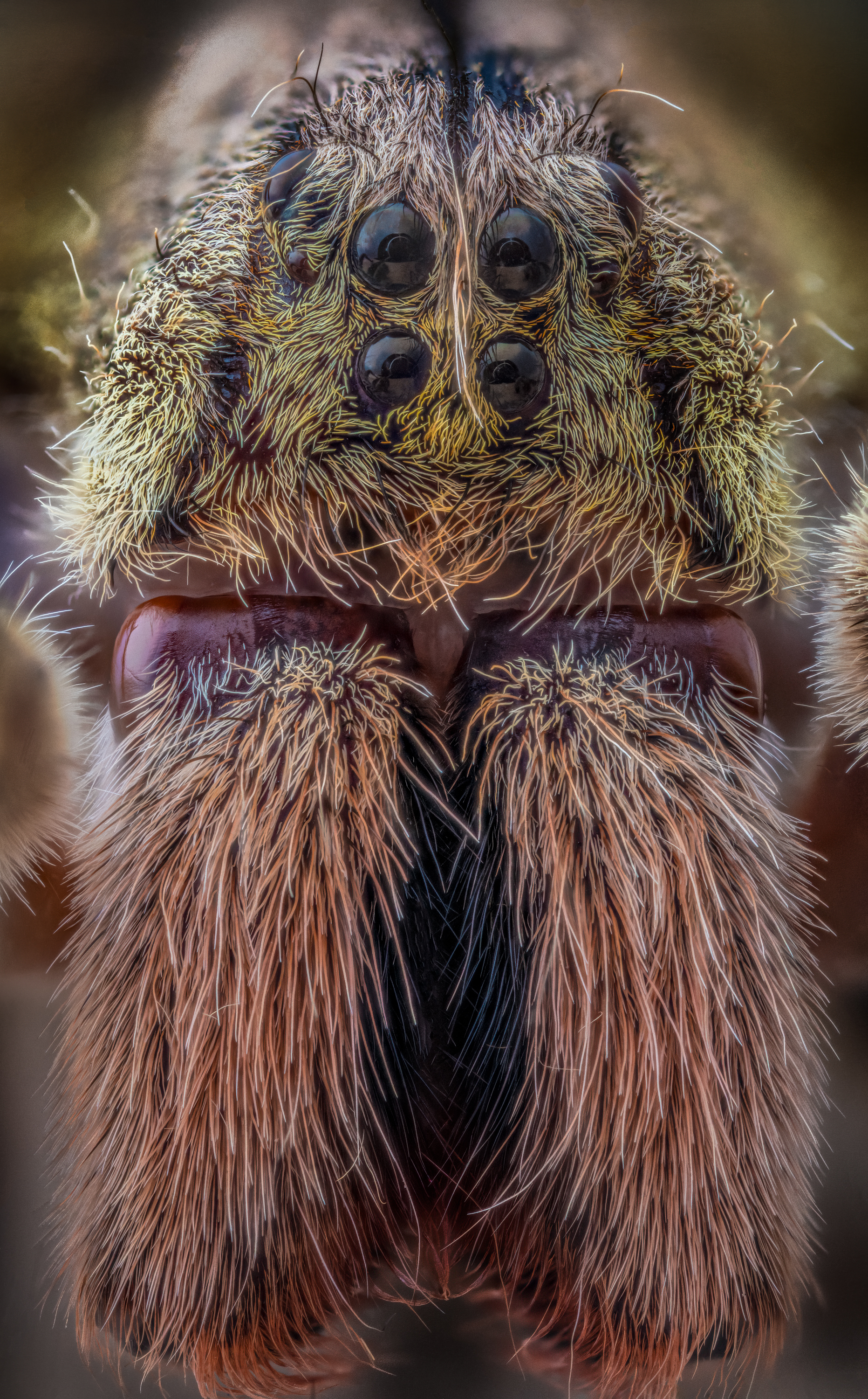 Banana Spider, Phoneutria