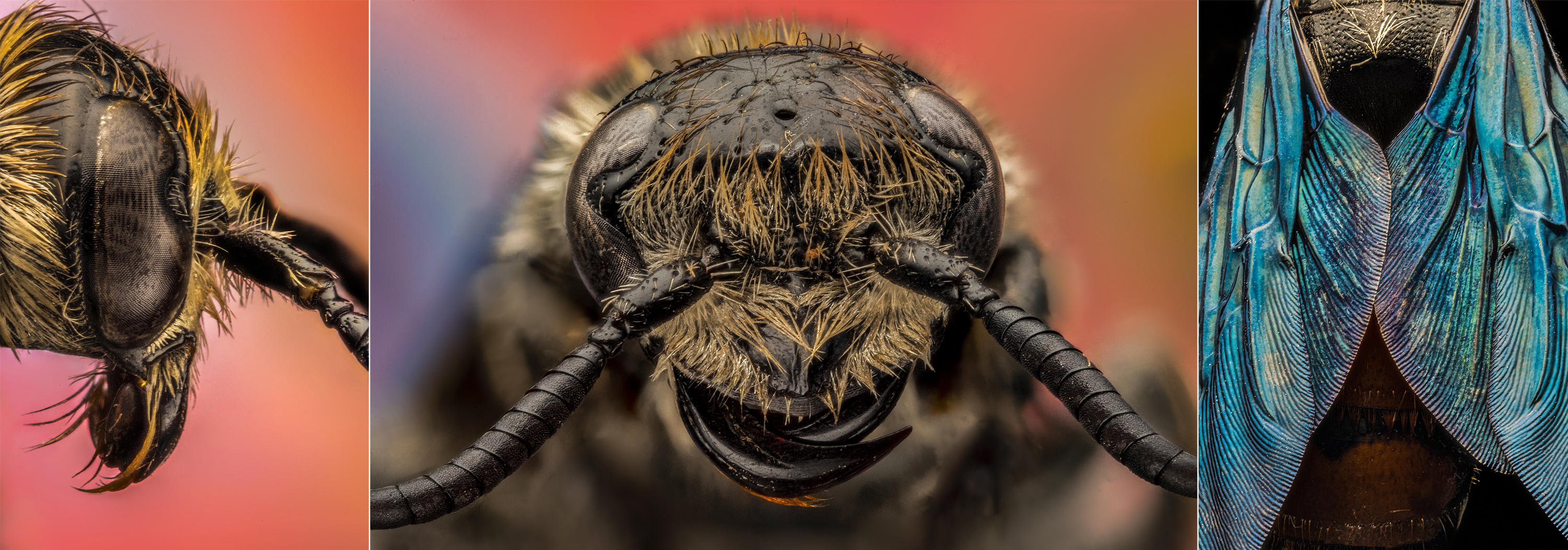 Digger Wasp, Sphecidae