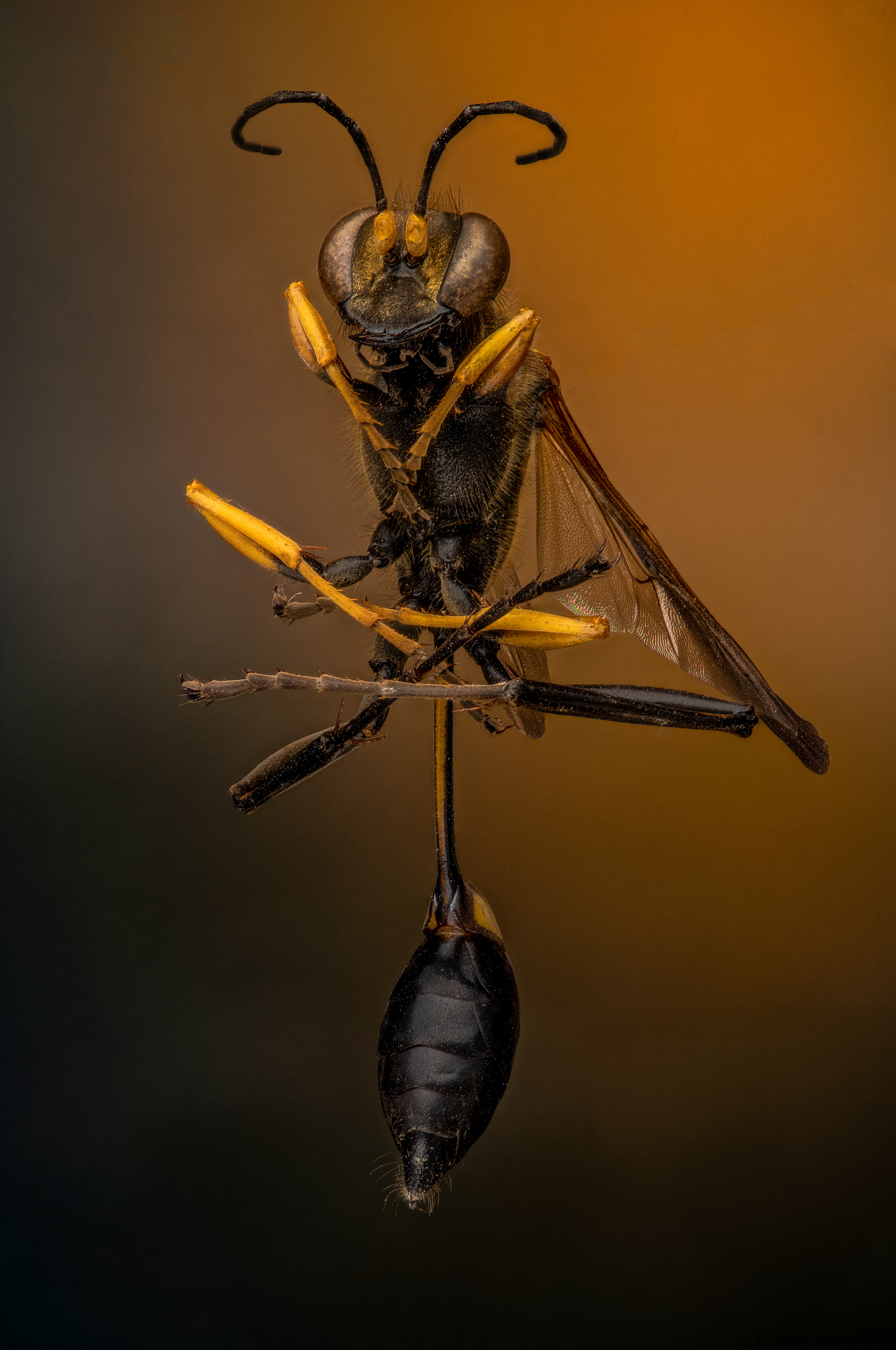 Black and Yellow Mud Dauber, Sceliphron